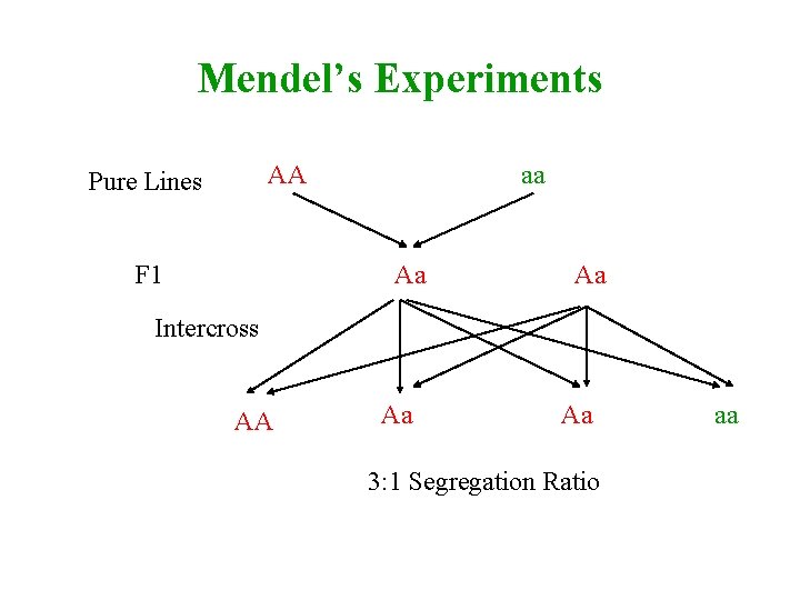 Mendel’s Experiments AA Pure Lines F 1 aa Aa Aa Intercross AA Aa Aa