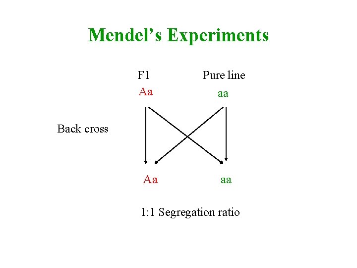 Mendel’s Experiments F 1 Aa Pure line aa Back cross Aa aa 1: 1