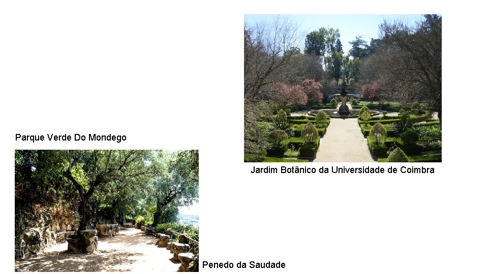 Parque Verde Do Mondego Jardim Botânico da Universidade de Coimbra Penedo da Saudade 