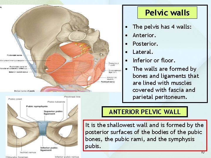 Pelvic walls • • • The pelvis has 4 walls: Anterior. Posterior. Lateral. Inferior