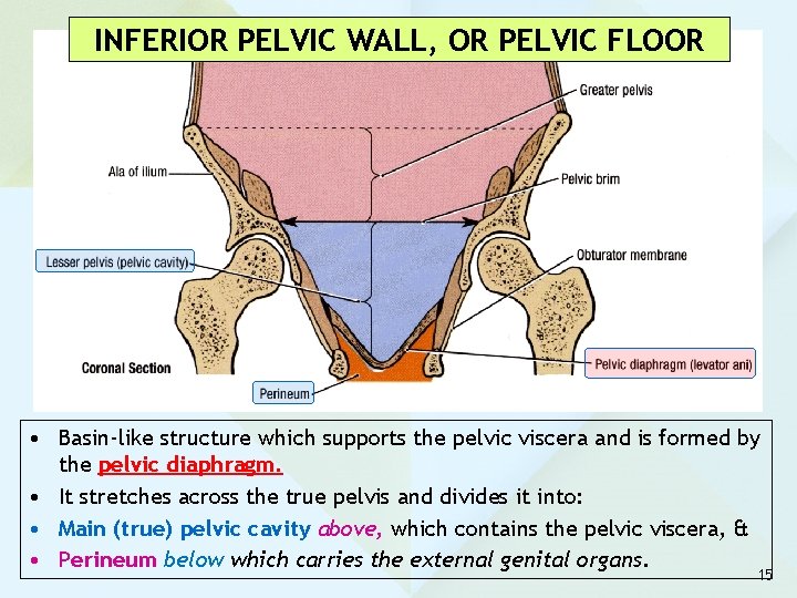 INFERIOR PELVIC WALL, OR PELVIC FLOOR • Basin-like structure which supports the pelvic viscera