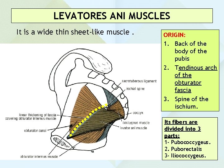 LEVATORES ANI MUSCLES It is a wide thin sheet-like muscle . ORIGIN: 1. Back