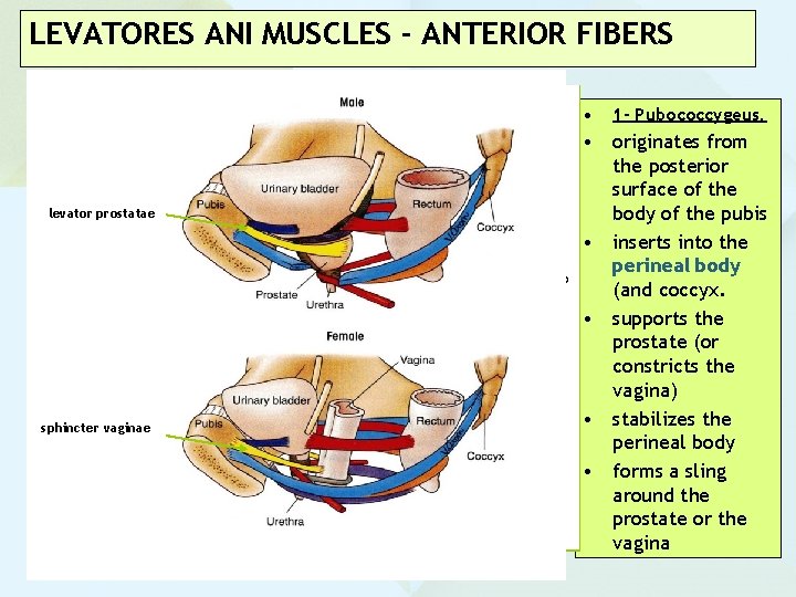 LEVATORES ANI MUSCLES - ANTERIOR FIBERS • levator prostatae sphincter vaginae 1 - Pubococcygeus.