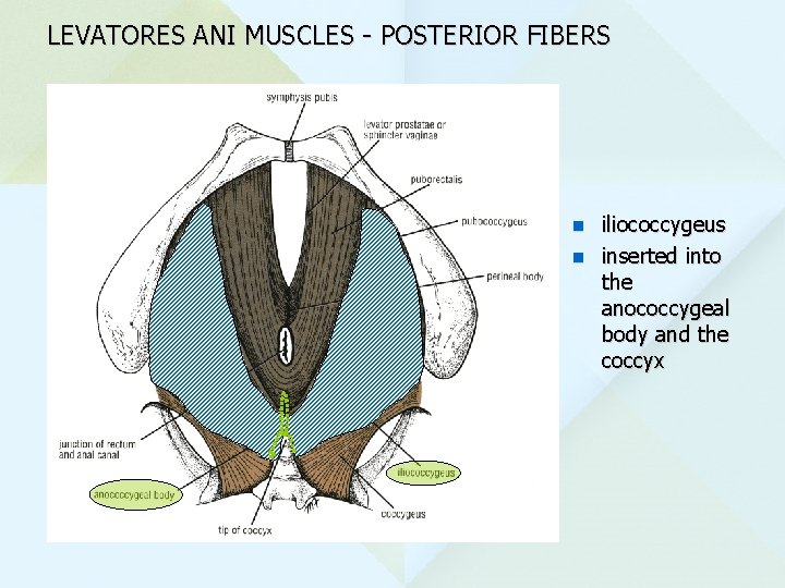 LEVATORES ANI MUSCLES - POSTERIOR FIBERS iliococcygeus n inserted into the anococcygeal body and