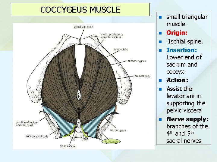 COCCYGEUS MUSCLE n n n n small triangular muscle. Origin: Ischial spine. Insertion: Lower