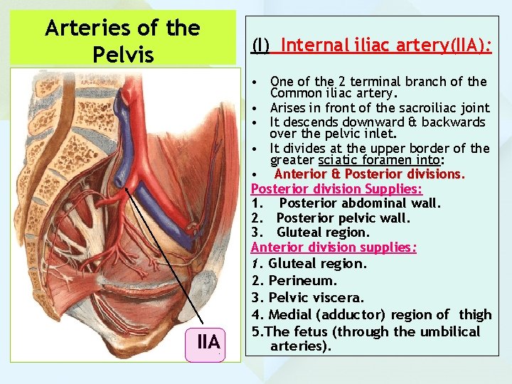 Arteries of the Pelvis IIA (I) Internal iliac artery(IIA): • One of the 2