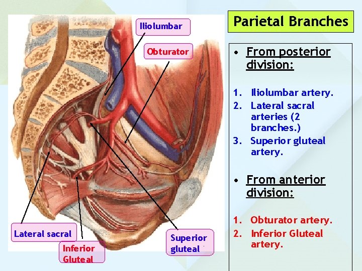 Iliolumbar Obturator Parietal Branches • From posterior division: 1. Iliolumbar artery. 2. Lateral sacral