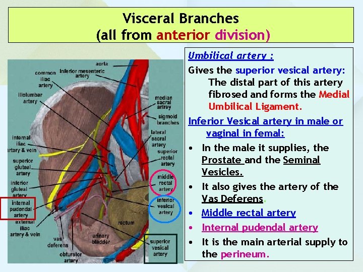 Visceral Branches (all from anterior division) Umbilical artery : Gives the superior vesical artery: