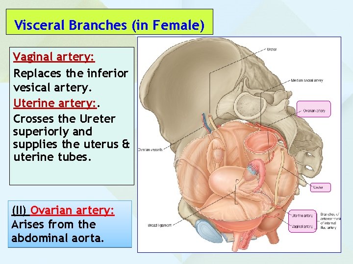 Visceral Branches (in Female) Vaginal artery: Replaces the inferior vesical artery. Uterine artery: .