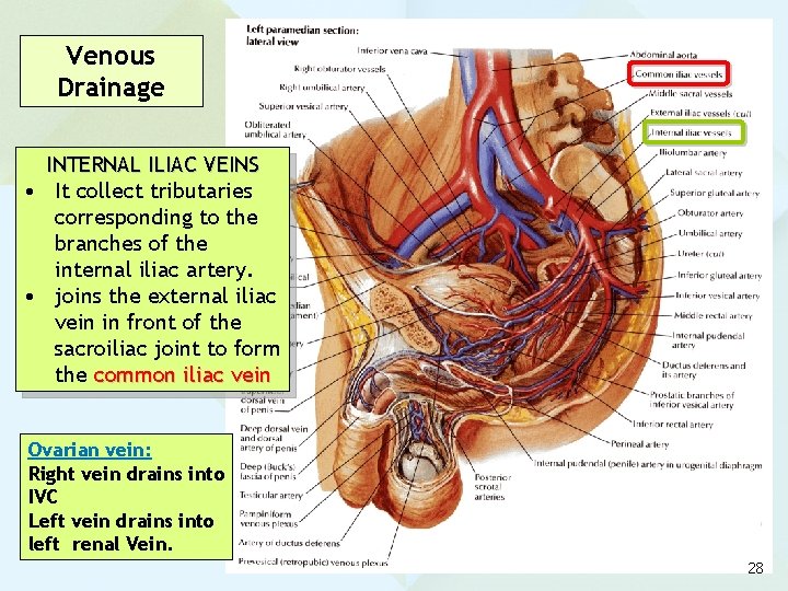 Venous Drainage INTERNAL ILIAC VEINS • It collect tributaries corresponding to the branches of
