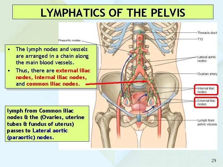 LYMPHATICS OF THE PELVIS • The lymph nodes and vessels are arranged in a