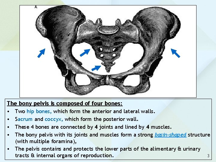 The bony pelvis is composed of four bones: • Two hip bones, which form