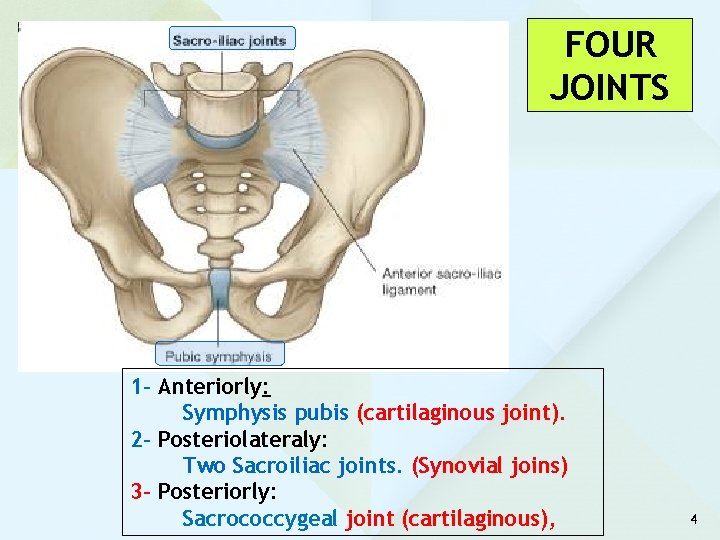 FOUR JOINTS 1 - Anteriorly: Symphysis pubis (cartilaginous joint). 2 - Posteriolateraly: Two Sacroiliac