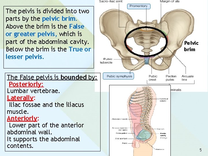 The pelvis is divided into two parts by the pelvic brim. Above the brim