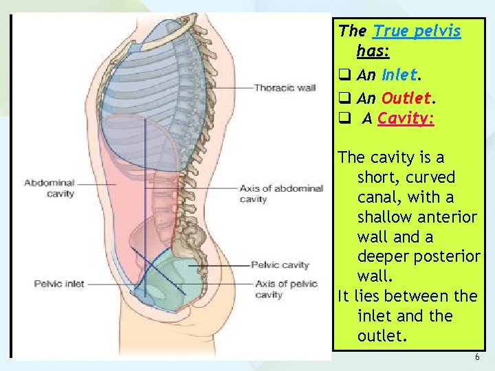 The True pelvis has: q An Inlet. q An Outlet. q A Cavity: The