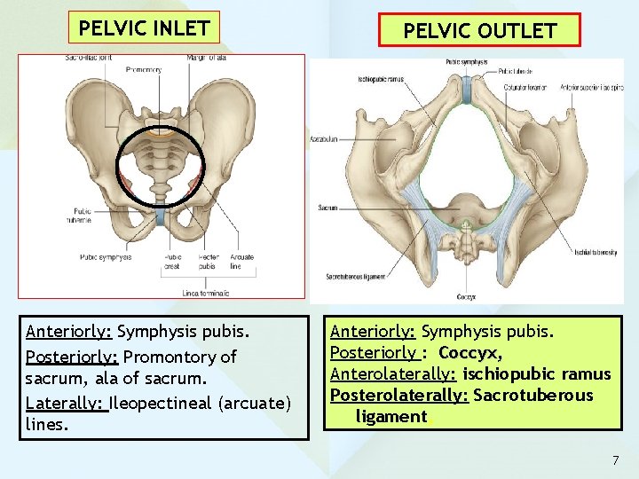 PELVIC INLET Anteriorly: Symphysis pubis. Posteriorly: Promontory of sacrum, ala of sacrum. Laterally: Ileopectineal