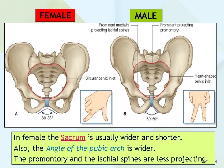 FEMALE In female the Sacrum is usually wider and shorter. Also, the Angle of