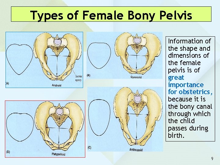 Types of Female Bony Pelvis Information of the shape and dimensions of the female