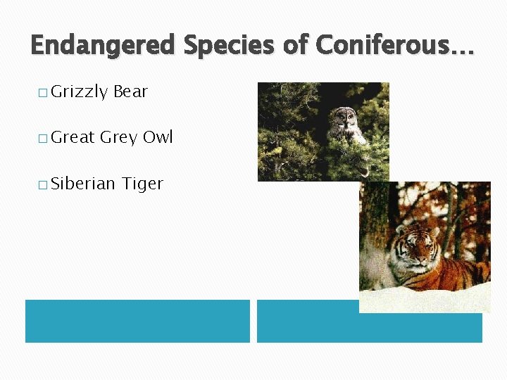Endangered Species of Coniferous… � Grizzly � Great Bear Grey Owl � Siberian Tiger