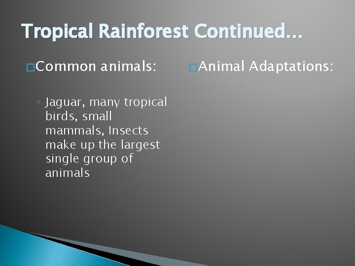 Tropical Rainforest Continued… � Common animals: ◦ Jaguar, many tropical birds, small mammals, Insects