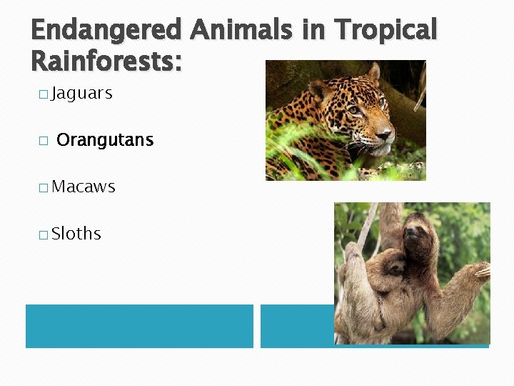 Endangered Animals in Tropical Rainforests: � Jaguars � Orangutans � Macaws � Sloths 