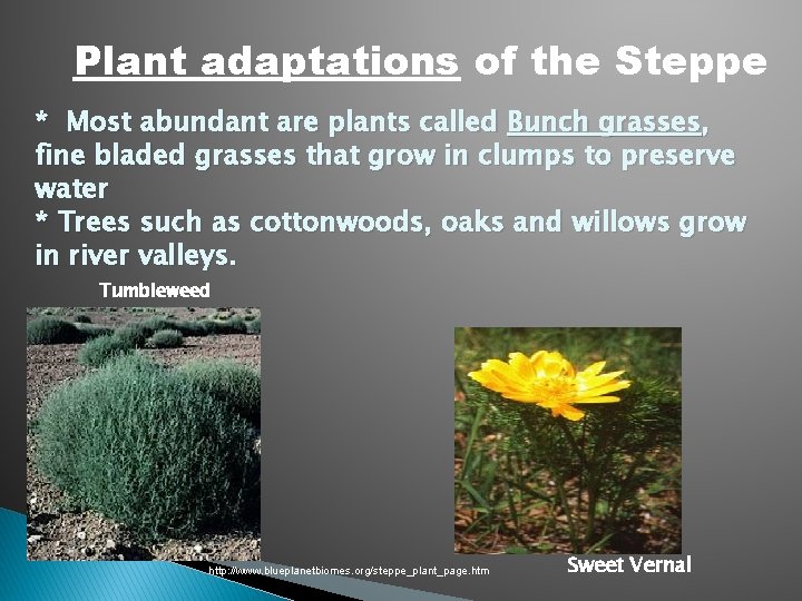 Plant adaptations of the Steppe * Most abundant are plants called Bunch grasses, fine