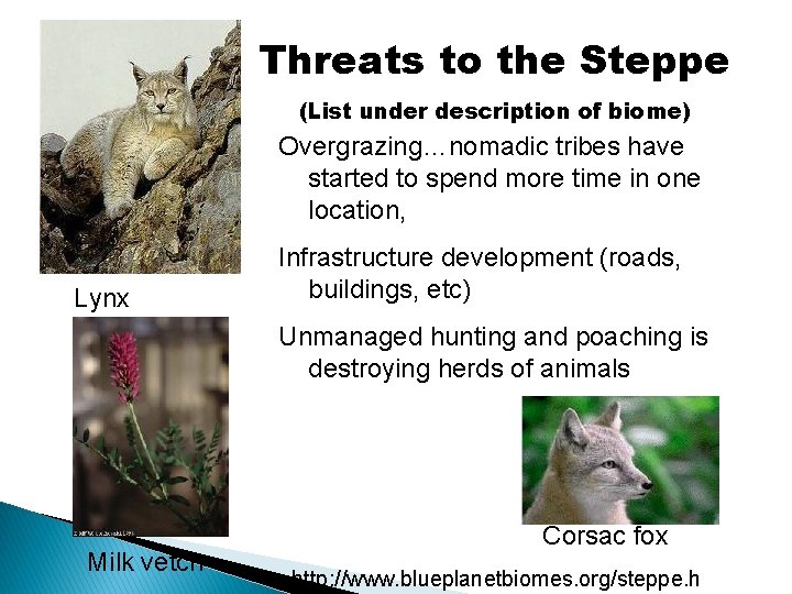Threats to the Steppe (List under description of biome) Overgrazing…nomadic tribes have started to