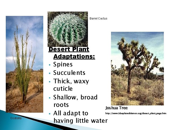 Barrel Cactus Desert Plant Adaptations: § Spines § Succulents § Thick, waxy cuticle §