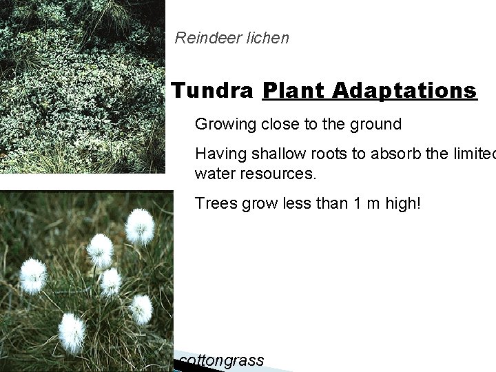 Reindeer lichen Tundra Plant Adaptations Growing close to the ground Having shallow roots to