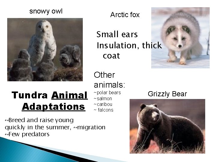 snowy owl Arctic fox Small ears Insulation, thick coat Tundra Animal Adaptations Other animals: