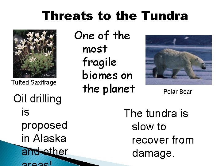 Threats to the Tundra Tufted Saxifrage Oil drilling is proposed in Alaska and other