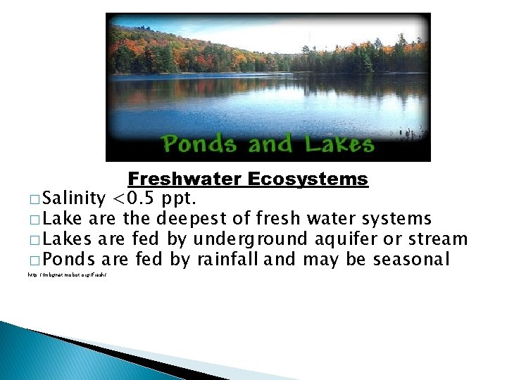 Freshwater Ecosystems � Salinity <0. 5 ppt. � Lake are the deepest of fresh