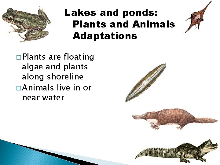 Lakes and ponds: Plants and Animals Adaptations � Plants are floating algae and plants