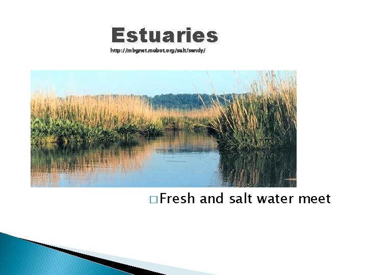 Estuaries http: //mbgnet. mobot. org/salt/sandy/ � Fresh and salt water meet 