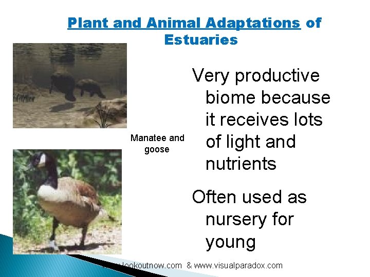 Plant and Animal Adaptations of Estuaries Manatee and goose Very productive biome because it