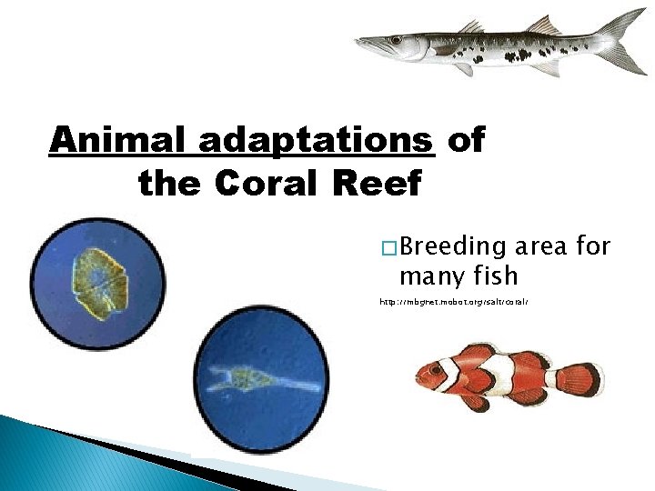Animal adaptations of the Coral Reef � Breeding area for many fish http: //mbgnet.