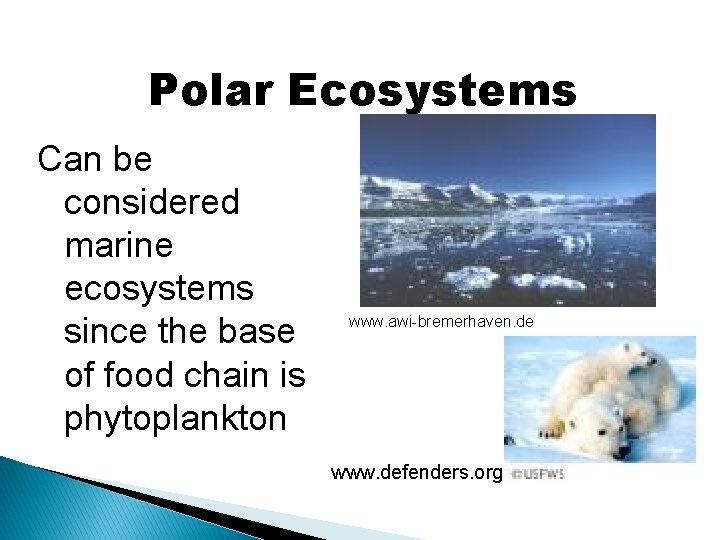 Polar Ecosystems Can be considered marine ecosystems since the base of food chain is