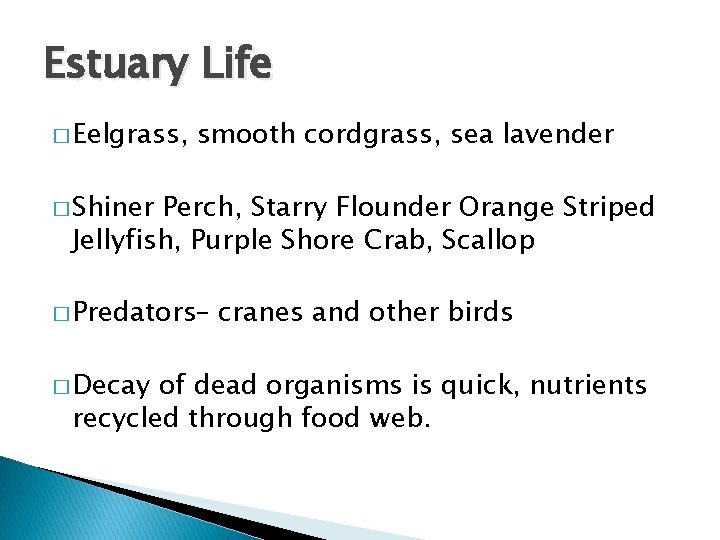 Estuary Life � Eelgrass, smooth cordgrass, sea lavender � Shiner Perch, Starry Flounder Orange
