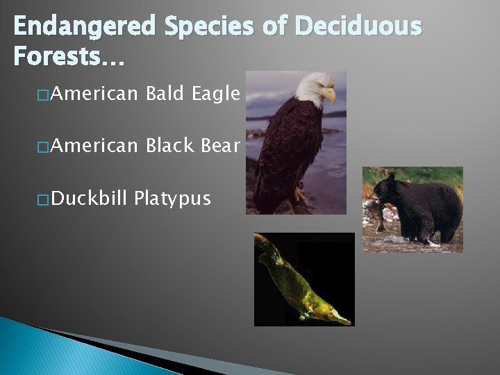 Endangered Species of Deciduous Forests… � American Bald Eagle � American Black Bear �