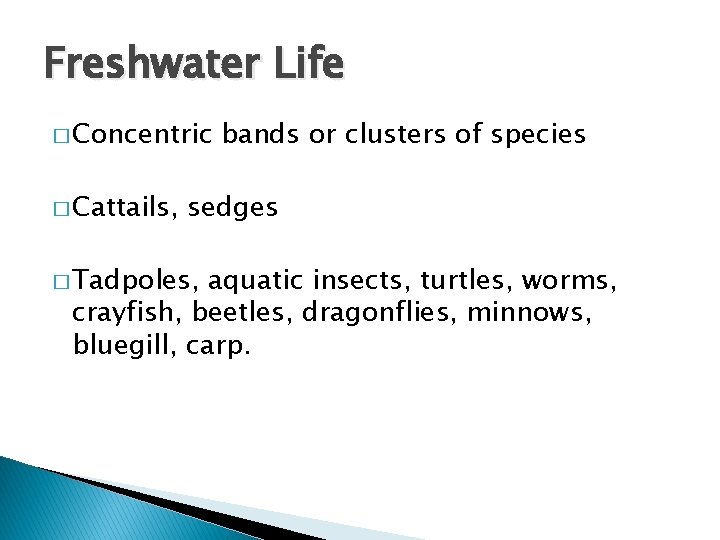 Freshwater Life � Concentric � Cattails, bands or clusters of species sedges � Tadpoles,