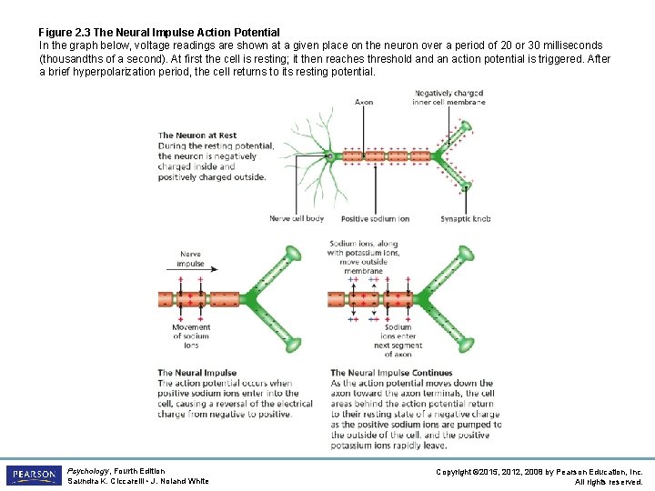 Figure 2. 3 The Neural Impulse Action Potential In the graph below, voltage readings