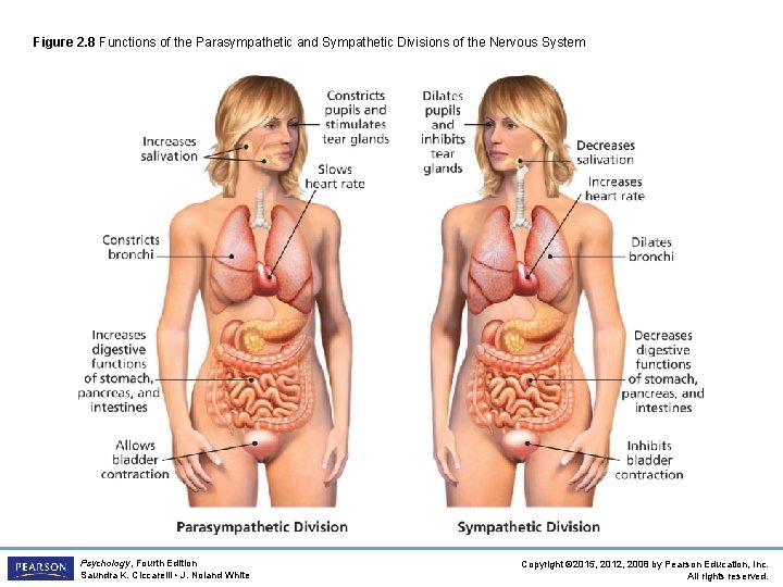 Figure 2. 8 Functions of the Parasympathetic and Sympathetic Divisions of the Nervous System