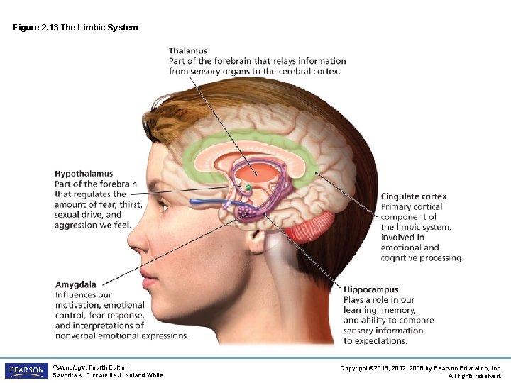 Figure 2. 13 The Limbic System Psychology, Fourth Edition Saundra K. Ciccarelli • J.