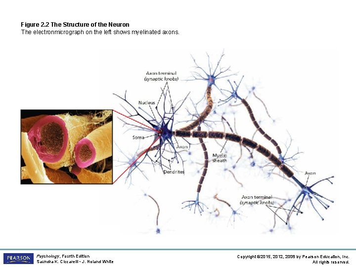 Figure 2. 2 The Structure of the Neuron The electronmicrograph on the left shows
