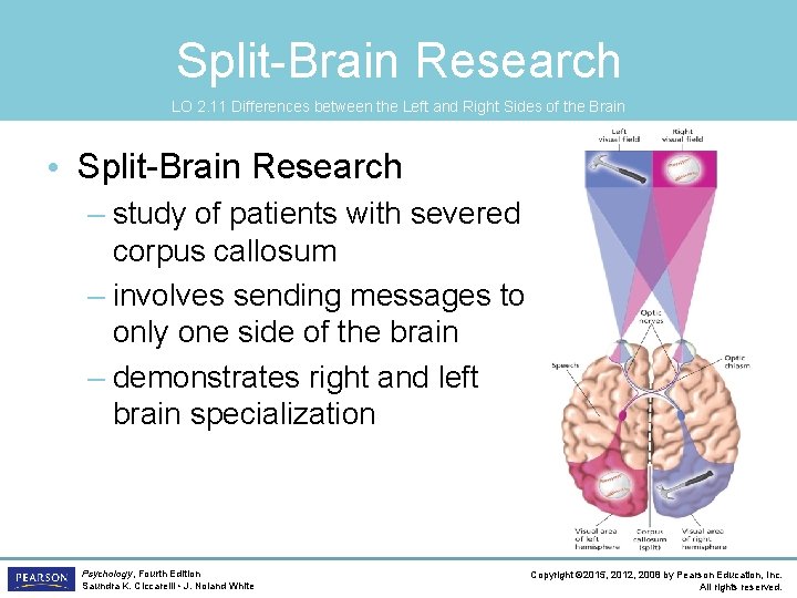 Split-Brain Research LO 2. 11 Differences between the Left and Right Sides of the
