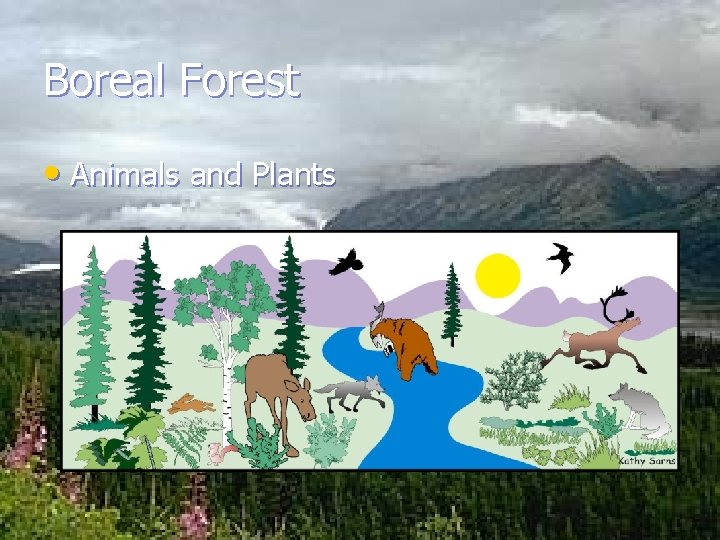 Boreal Forest • Animals and Plants 