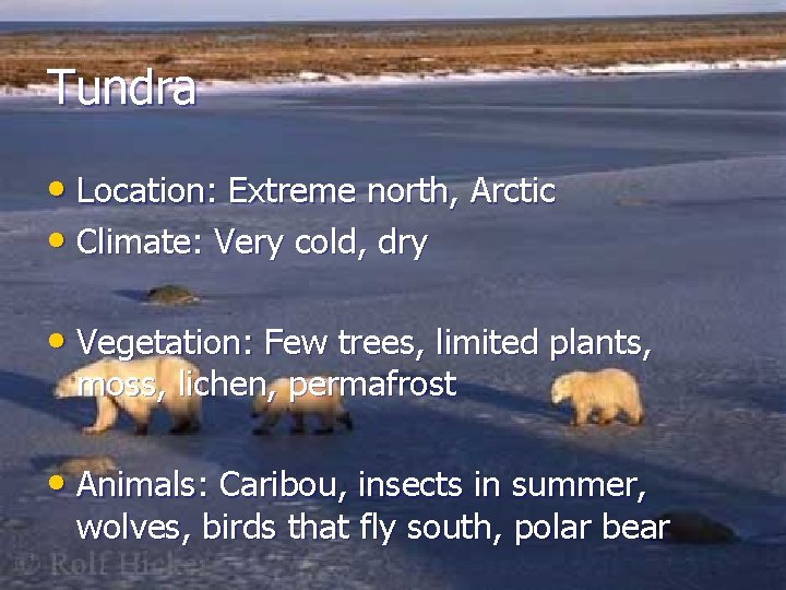 Tundra • Location: Extreme north, Arctic • Climate: Very cold, dry • Vegetation: Few