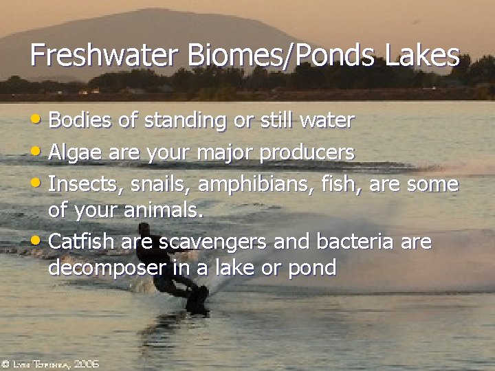Freshwater Biomes/Ponds Lakes • Bodies of standing or still water • Algae are your