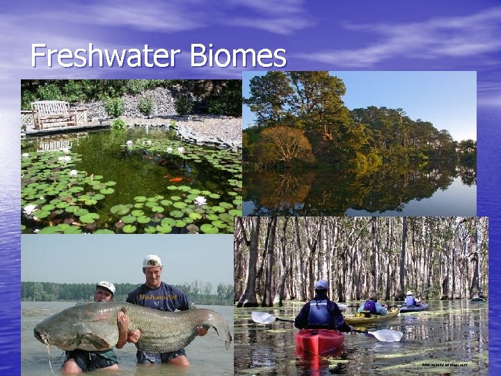 Freshwater Biomes 