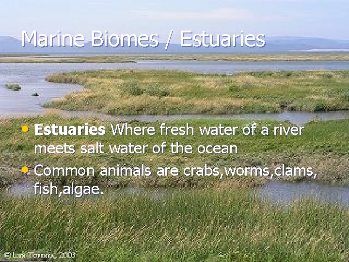 Marine Biomes / Estuaries • Estuaries Where fresh water of a river meets salt